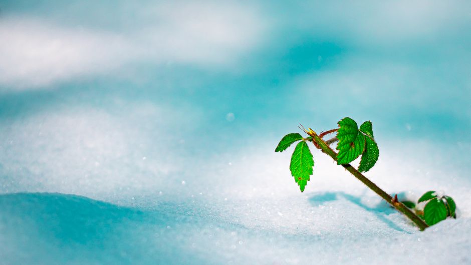 Close-up of a green plant budding through snow, symbolizing resilience in winter.