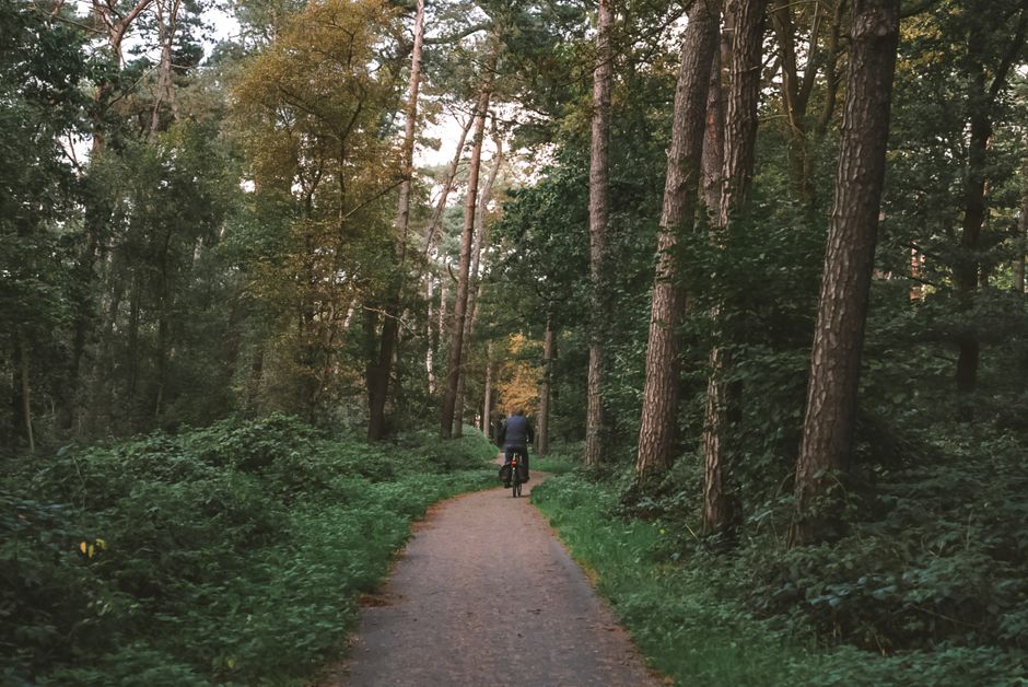 A cyclist rides through a peaceful forest pathway, surrounded by lush green trees.