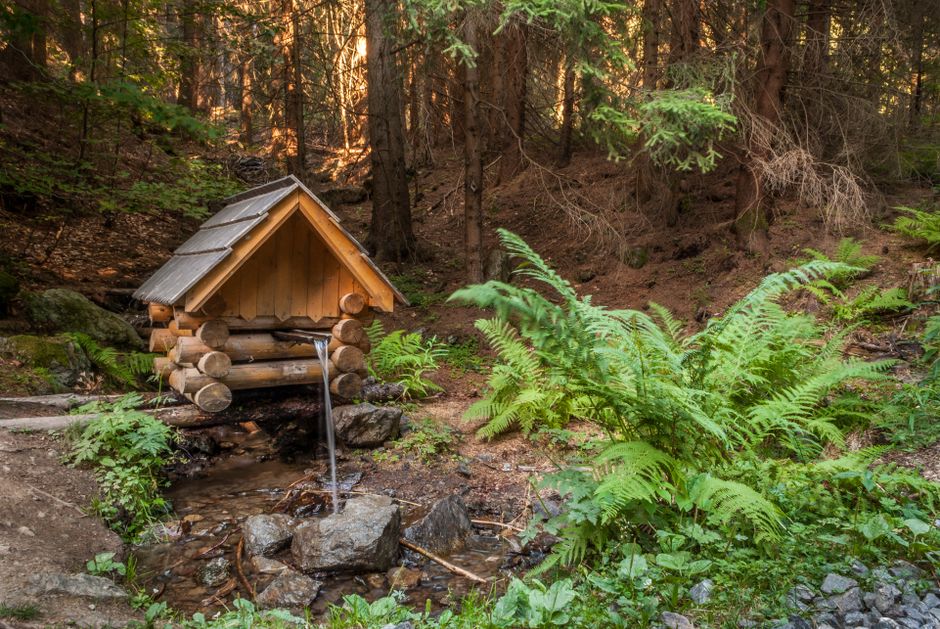 A serene forest stream with a rustic wooden shelter surrounded by lush ferns and trees.