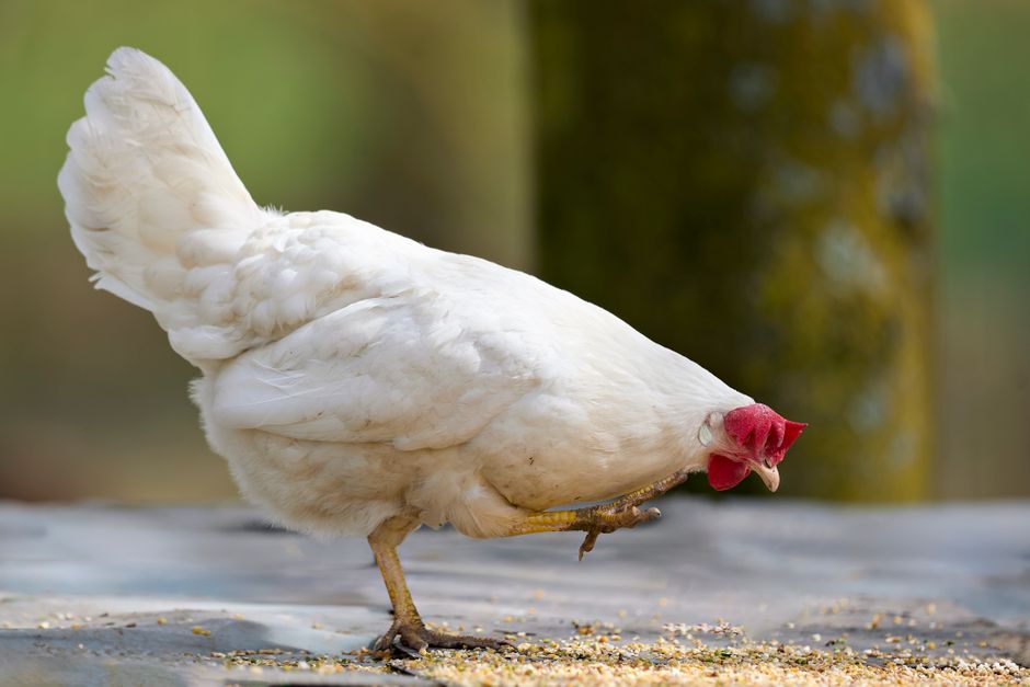 A white hen with a red comb pecking grains outdoors, showcasing rural farm life.
