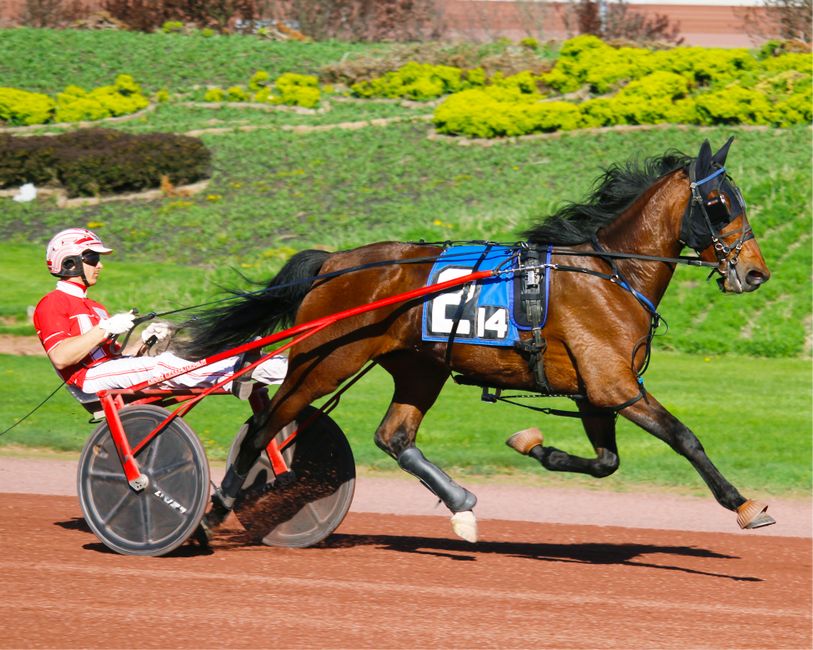 Captivating photo of a horse in harness racing on a sunny day, showcasing speed and determination.