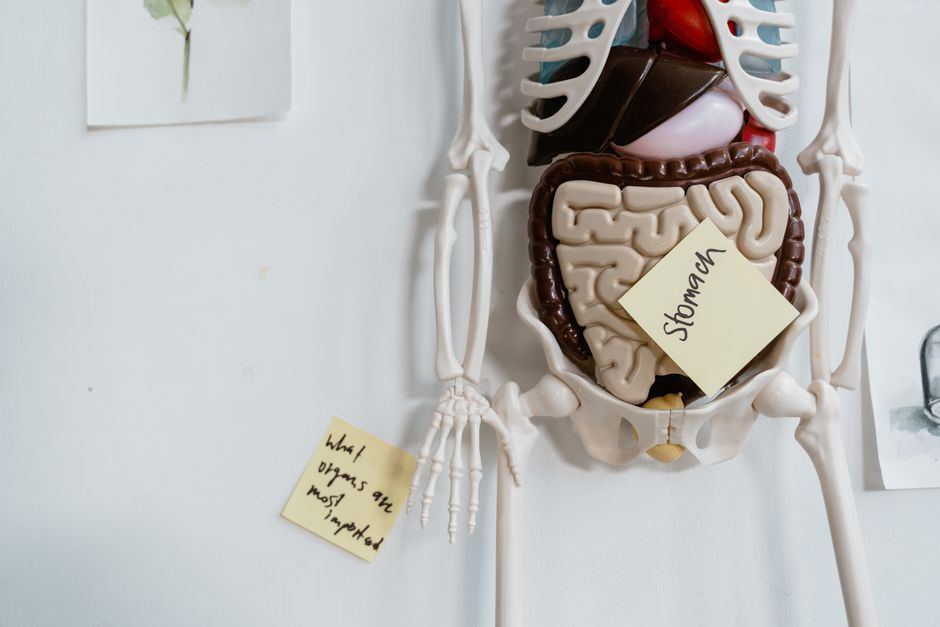Digestive Health Myths vs. Evidence: What Research Actually Shows About Probiotics, Fiber, and Bloating