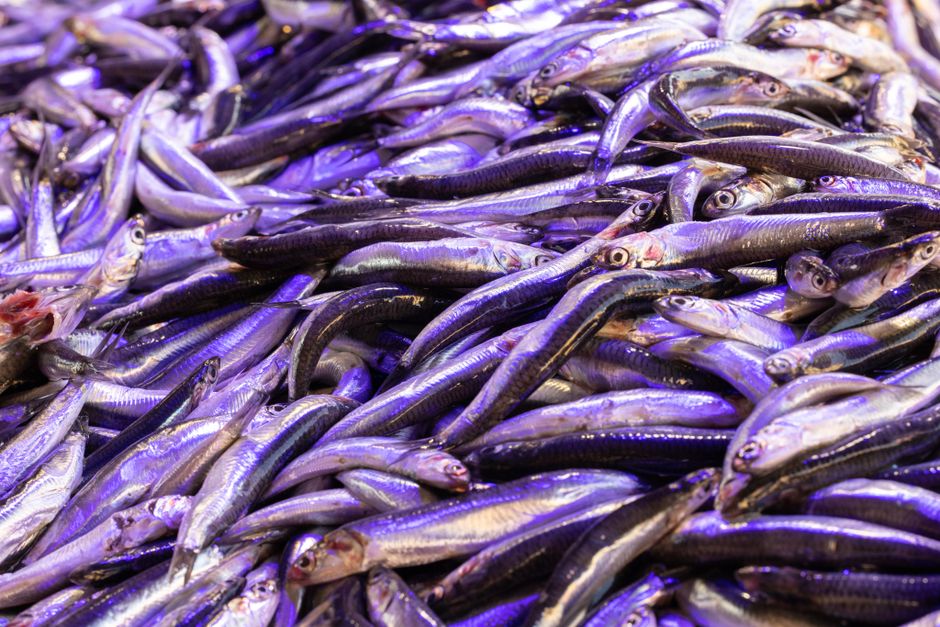Close-up of fresh sardines on display at a fish market, vivid and colorful.