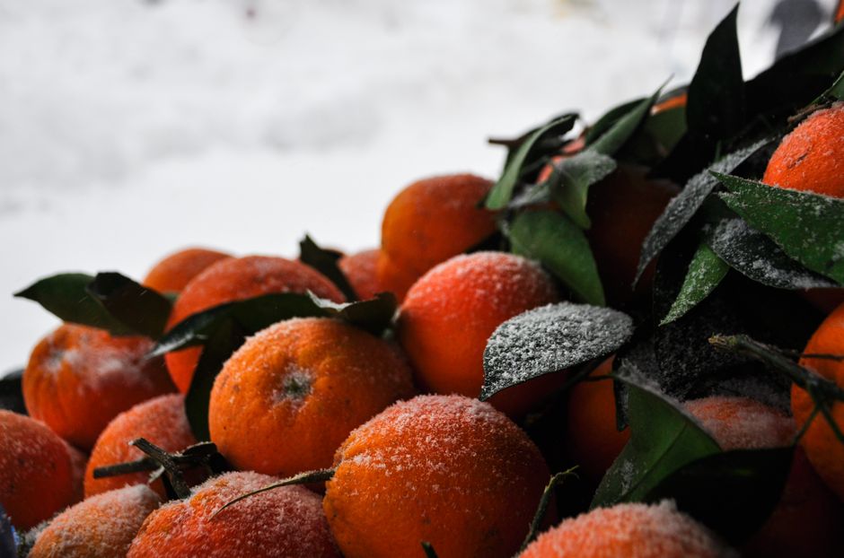 Close-up of frosted oranges with green leaves, highlighting fresh and juicy citrus fruits in a winter setting.