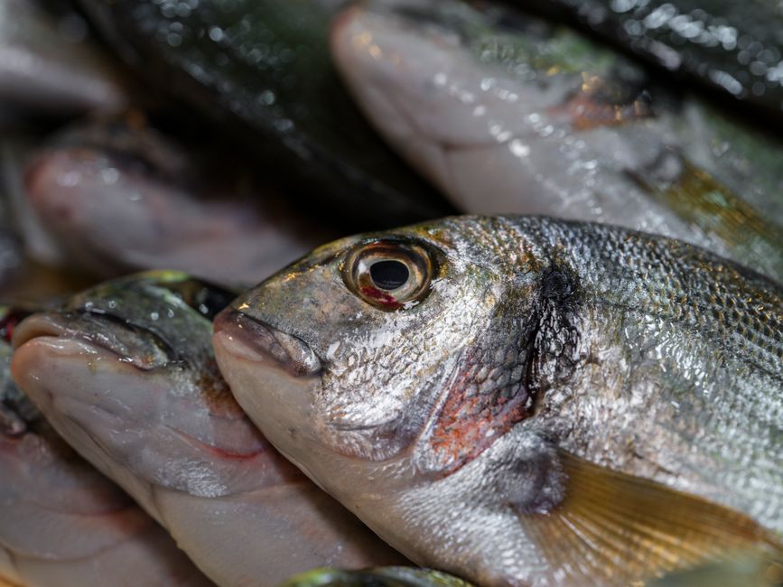 Detailed close-up of fresh fish displayed at a seafood market, highlighting natural textures.