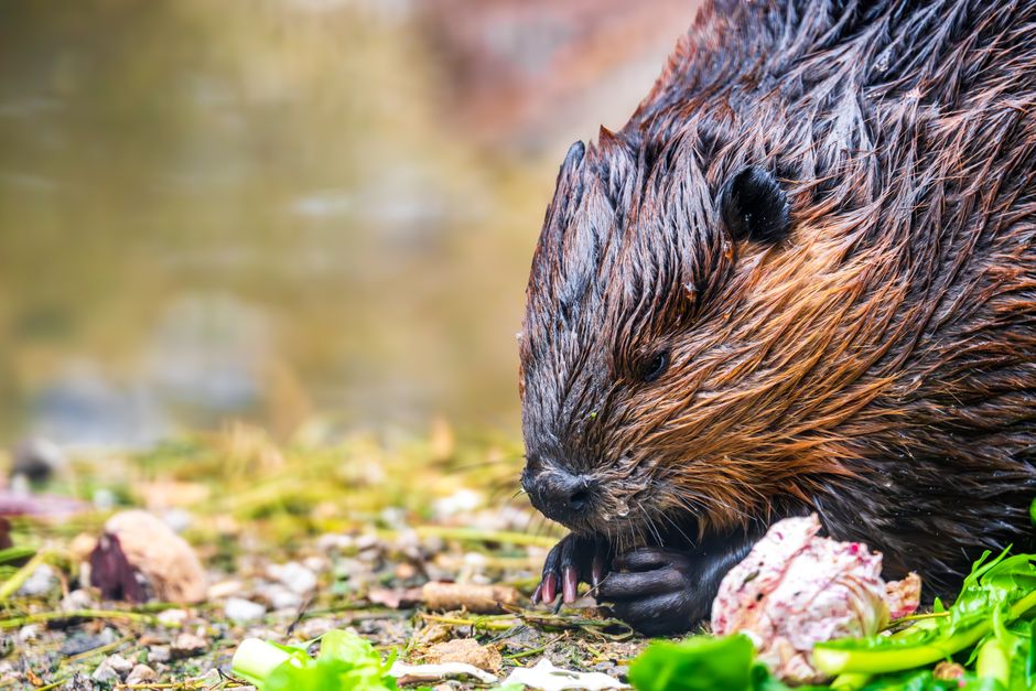 Detailed image of a European beaver feeding at a riverbank in Ljubljana, Slovenia.