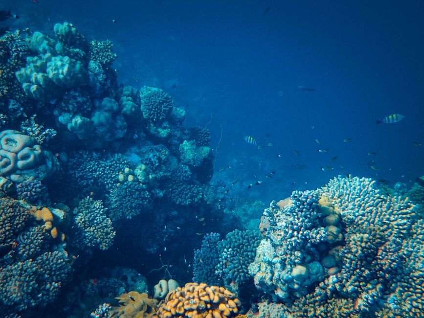 Explore the vivid beauty of a thriving coral reef teeming with diverse marine life underwater.