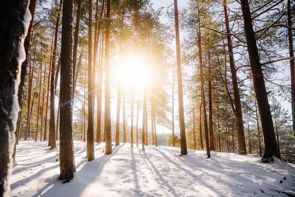 Golden sunlight filters through pine trees in a tranquil snowy forest during winter.