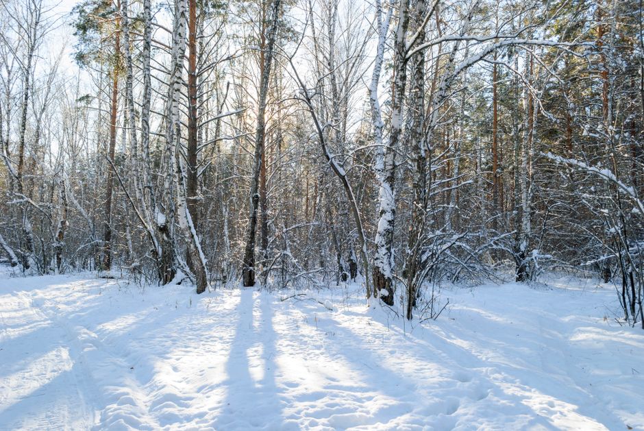 Peaceful winter forest scene with sunlight piercing through snow-covered trees.