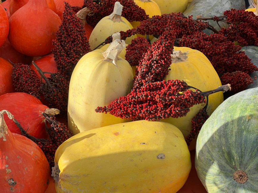Vibrant arrangement of assorted gourds and red sumac berries showcasing fall harvest.