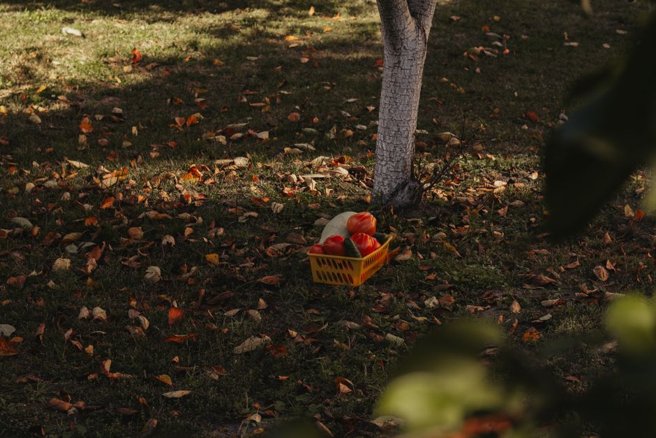 A basket filled with colorful vegetables beneath a tree amidst fall leaves.