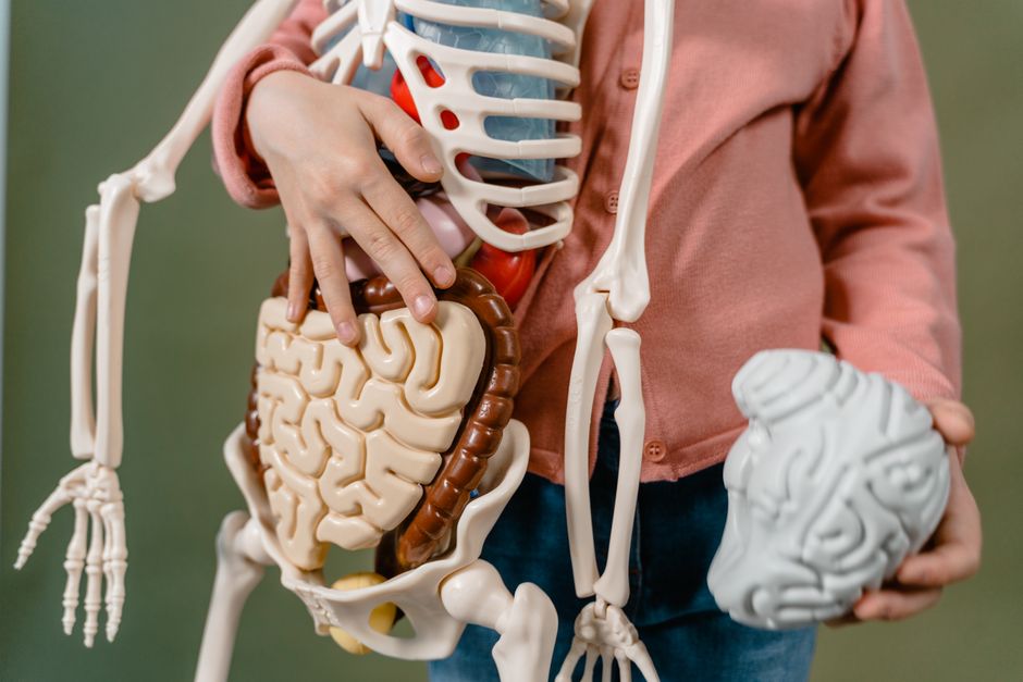 A child interacts with a detailed anatomical skeleton model, showcasing the brain and digestive system.