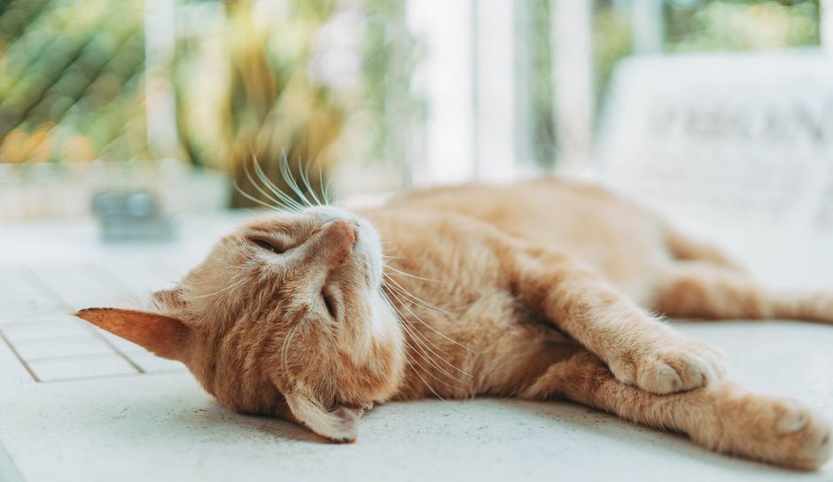 A serene ginger cat sleeping comfortably on a sunlit terrace, showcasing tranquility and relaxation.