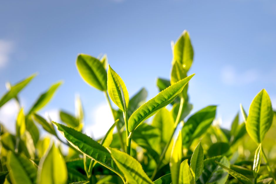 Close-up of fresh green tea leaves against a clear blue sky.