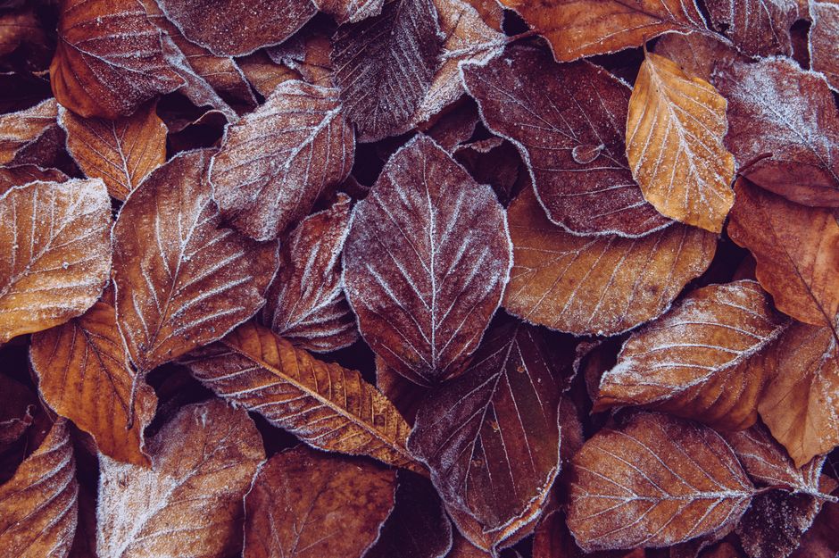 Close-up of frosted autumn leaves displaying intricate details and a wintry touch.