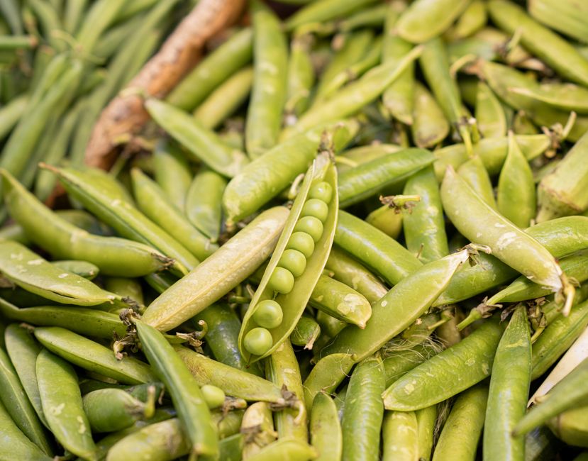 Close-up photo of fresh green peas and pods showcasing agricultural harvest.