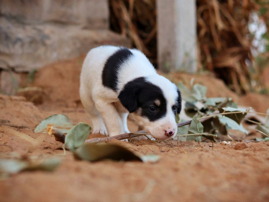 Cute black and white puppy sniffing around in outdoor environment, perfect for animal and pet lovers.