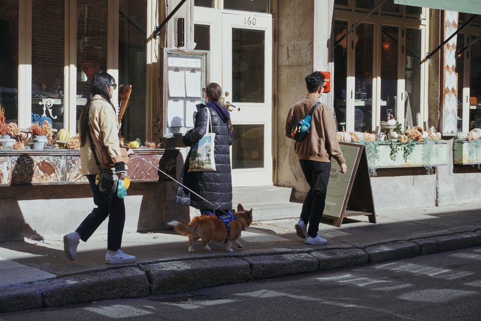 Three adults walking a dog on an urban street in autumn, showcasing city life.