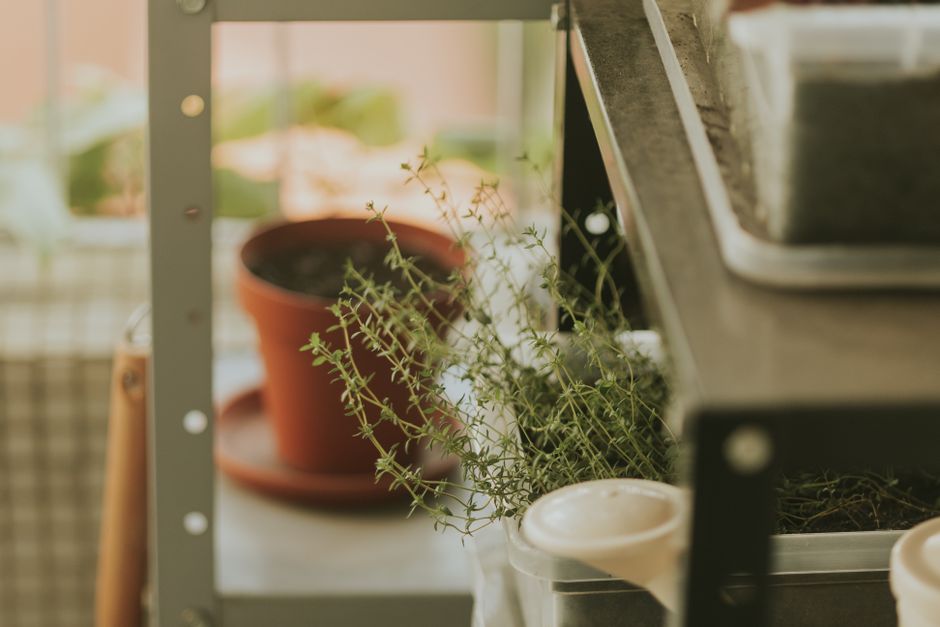 A cozy indoor herb garden with potted thyme on a metal shelf, soft natural light.