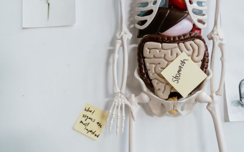 Close-up of anatomical model with sticky notes highlighting the stomach and other parts.