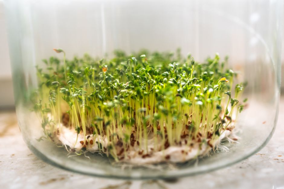 Herb Garden Wellness: Growing Your Own Digestive and Calming Plants on a Windowsill